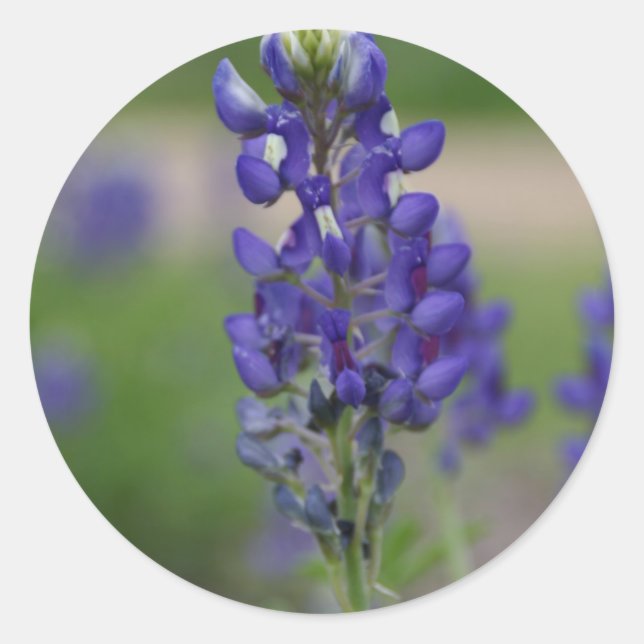 Adesivo BlueBonnett (Frente)