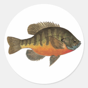Adesivo Bluegill Bream