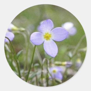 Adesivo Bluets - senhoras do quacre