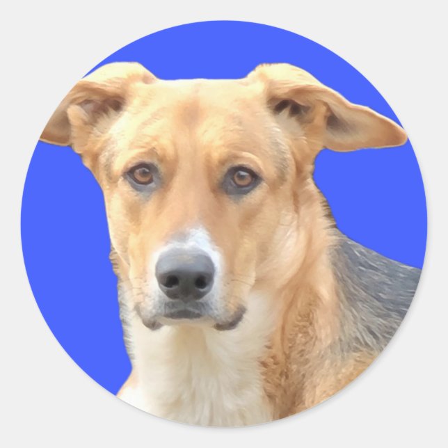 Adesivo Boas vinhas de cães (Frente)
