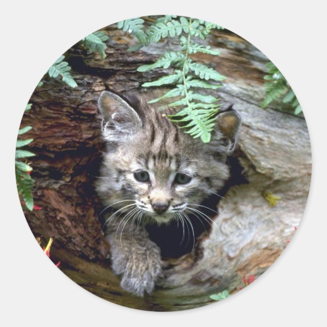 Adesivo Bobcat-Summer-Kitten em log oco (Frente)