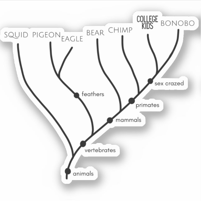 Adesivo Bobo Cladograma 3" x vinil Stickers (Frente)