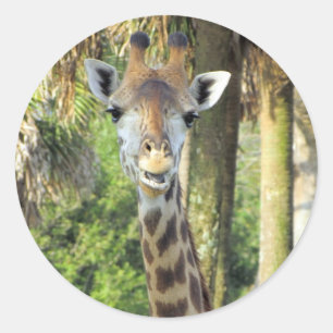 Adesivo Bobo Giraffe Stickers