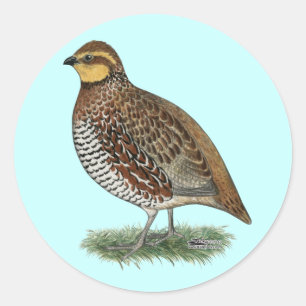 Adesivo Bobwhite Quail Hen