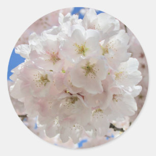 Adesivo Bolas de Flor Rosa.