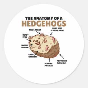 Adesivo Bonita Explicação De Hedgehog Anatomia De Hedgeh