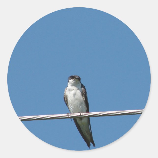 Adesivo Bonita Mulher-Barn Swallow (Frente)