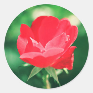 Adesivo Bonita Rosa vermelha de Casamento de Flor Vestido