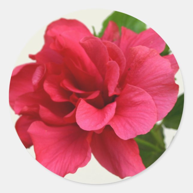 Adesivo Bonito a rosa - Vinheta (Frente)