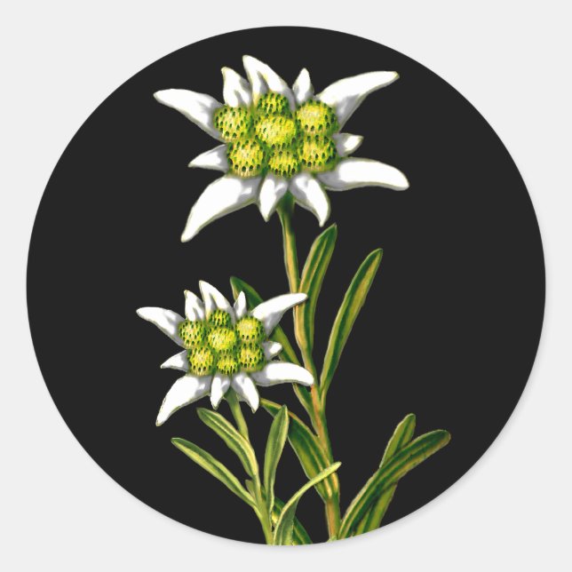Adesivo Bonito Edelweiss Stickers (Frente)