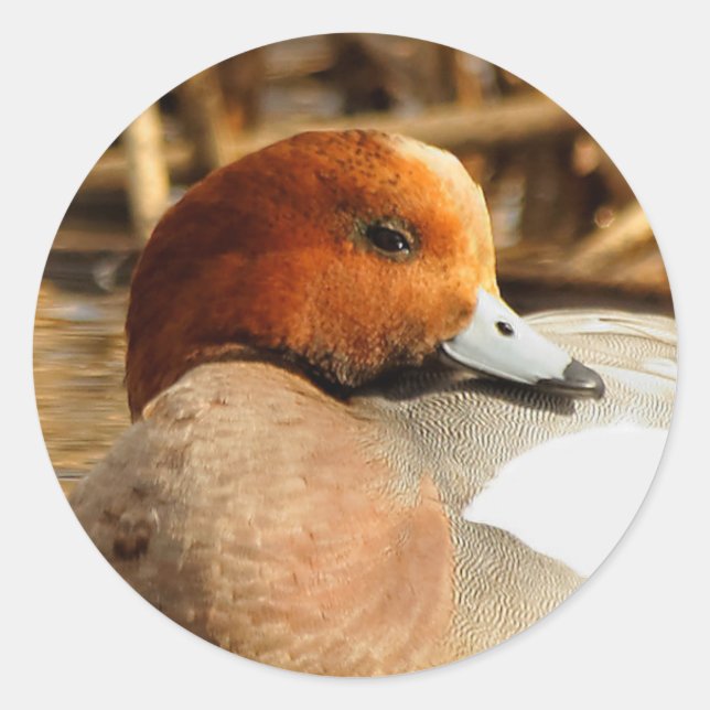 Adesivo Bonito estranho na cidade de Eurasian Wigeon (Frente)