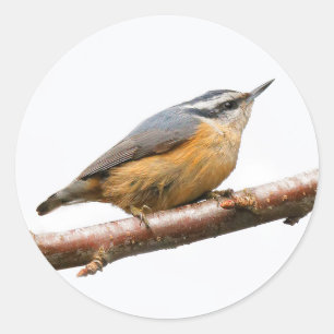 Adesivo Bonito Nuthatch Vermelho em um Ramo