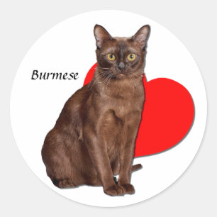 Adesivo Bonito Ouro Burmese Cat Moggy Heart Love  