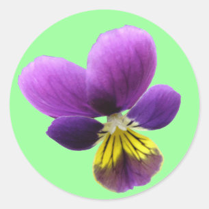 Adesivo Bonito Pansy Sticker