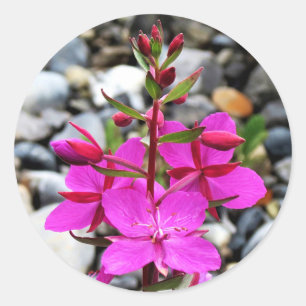 Adesivo Bonito Pink Fireweed Wildflower Bloom no Canadá