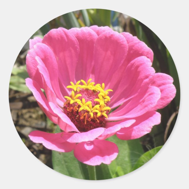 Adesivo Bonito Pink Zinnia Stickers (Frente)