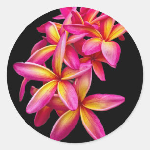 Adesivo Bonito Plumeria Rosa Foto Floral