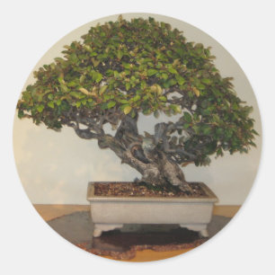 Adesivo Bonsai na National Arboretum, Washington D.C.