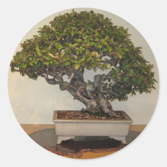 Adesivo Bonsai na National Arboretum, Washington D.C. (Frente)