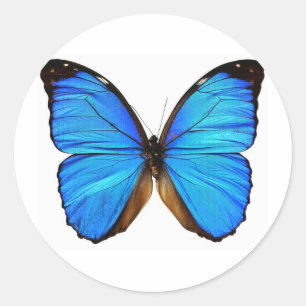 Adesivo Borboleta