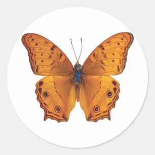 Adesivo borboleta 03