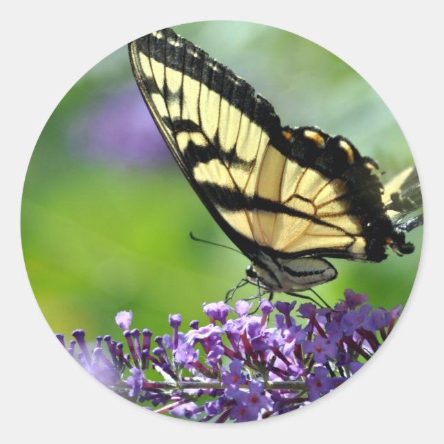 Adesivo Borboleta amarela e preta na Lavanda (Frente)