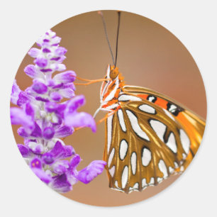 Adesivo Borboleta Amigável do Golfo Laranja Brilhante