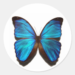 Adesivo Borboleta azul de Morpho