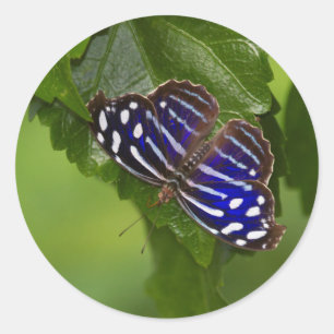 Adesivo Borboleta azul mexicana