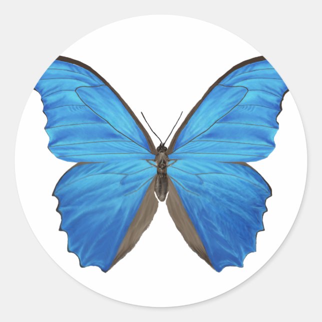 Adesivo Borboleta Azul Morpho (Frente)