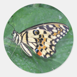 Adesivo Borboleta branca e preta amarela na folha