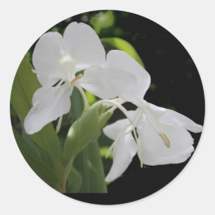 Adesivo Borboleta branca Ginger