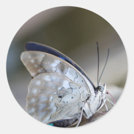Adesivo Borboleta Cinza azul