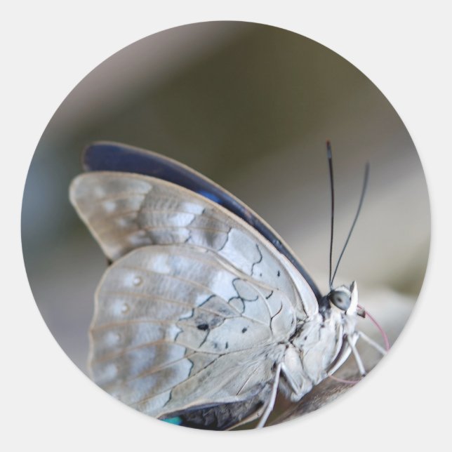 Adesivo Borboleta Cinza azul (Frente)