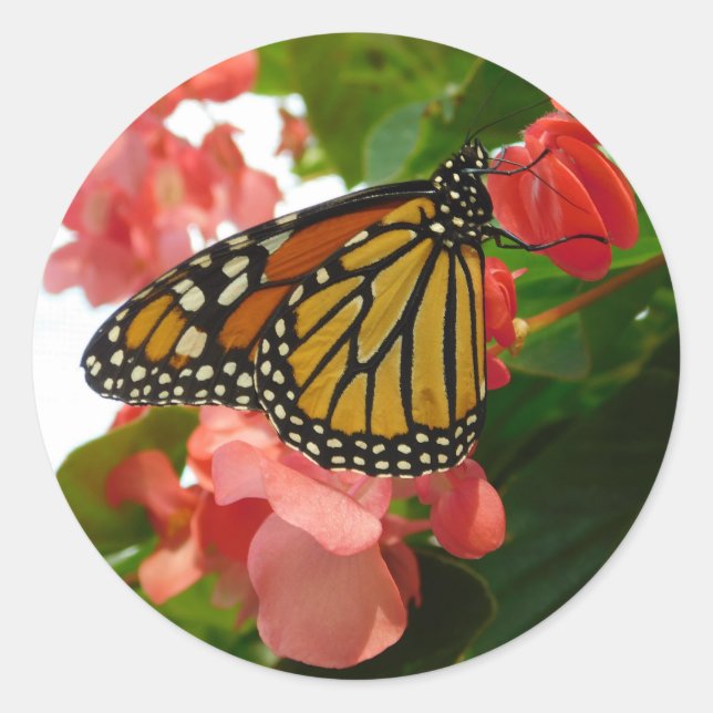 Adesivo Borboleta com Flores Vermelhas (Frente)