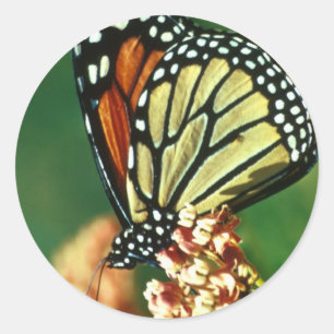 Adesivo Borboleta de monarca