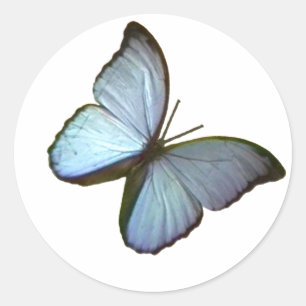 Adesivo Borboleta Freiburg Alemanha Azul 45 graus O MUSEUM