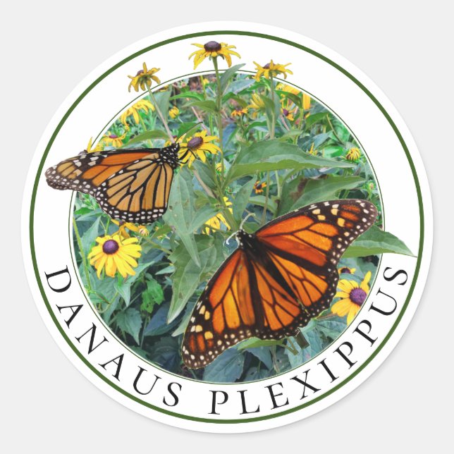 Adesivo Borboleta Monarca e Susan Rudbeckia de Olho Negro (Frente)