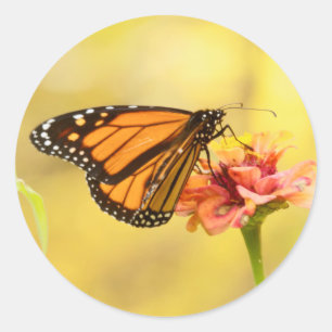 Adesivo Borboleta Monarca na Zinnia