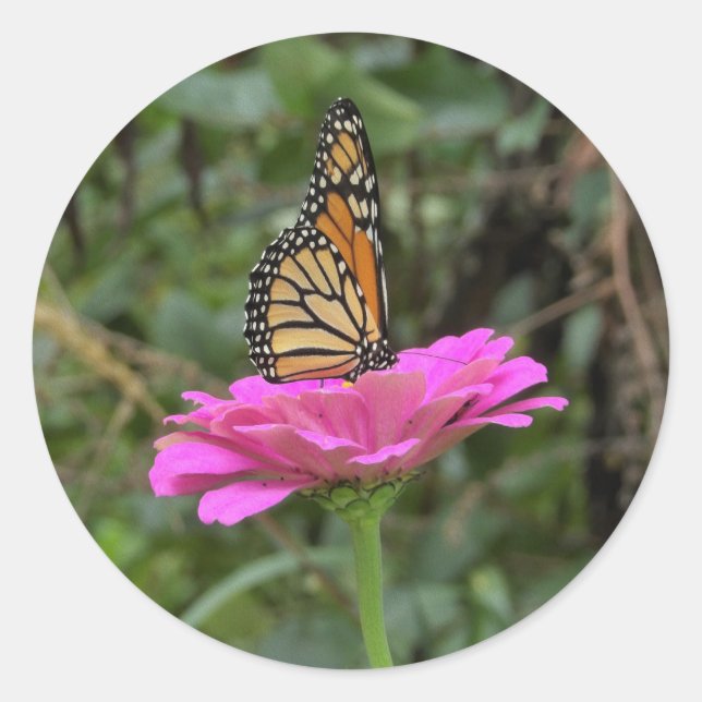 Adesivo Borboleta Monarca numa Flor Zinina Rosa Bonito (Frente)