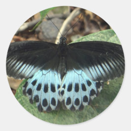 Adesivo Borboleta Mórmon Iridescente Azul