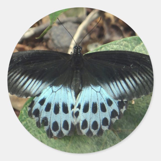 Adesivo Borboleta Mórmon Iridescente Azul (Frente)