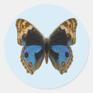 Adesivo Borboleta Pansy Azul
