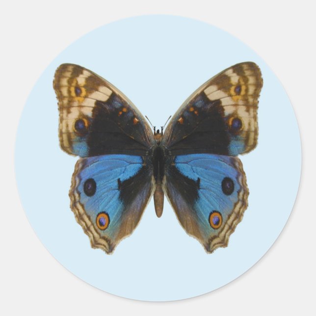 Adesivo Borboleta Pansy Azul (Frente)