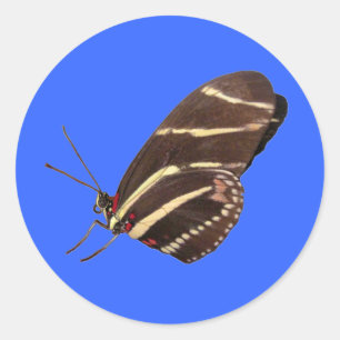 Adesivo Borboleta Zebra Longwing da Flórida