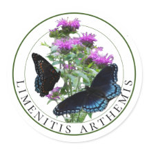 Borboletas roxas vermelhas em Bee Balm