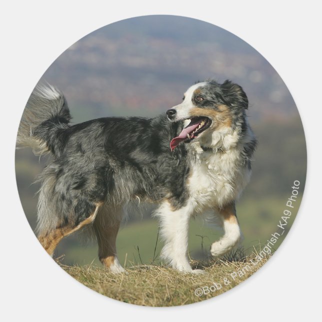 Adesivo Borda Collie Panting 2 (Frente)