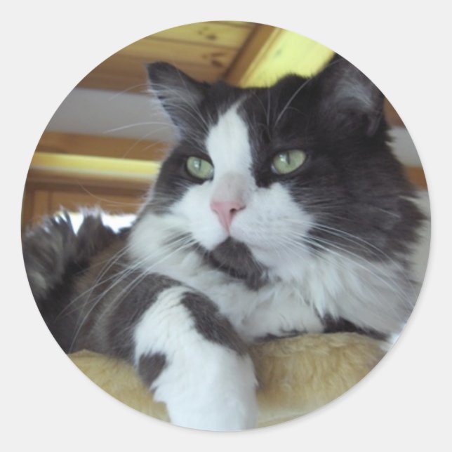 Adesivo Bordador (Frente)