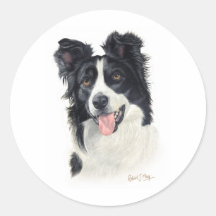 Adesivo Border collie