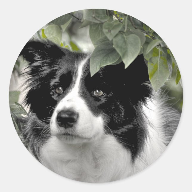 Adesivo Border Collie em Bosque Verde e Frondoso (Frente)